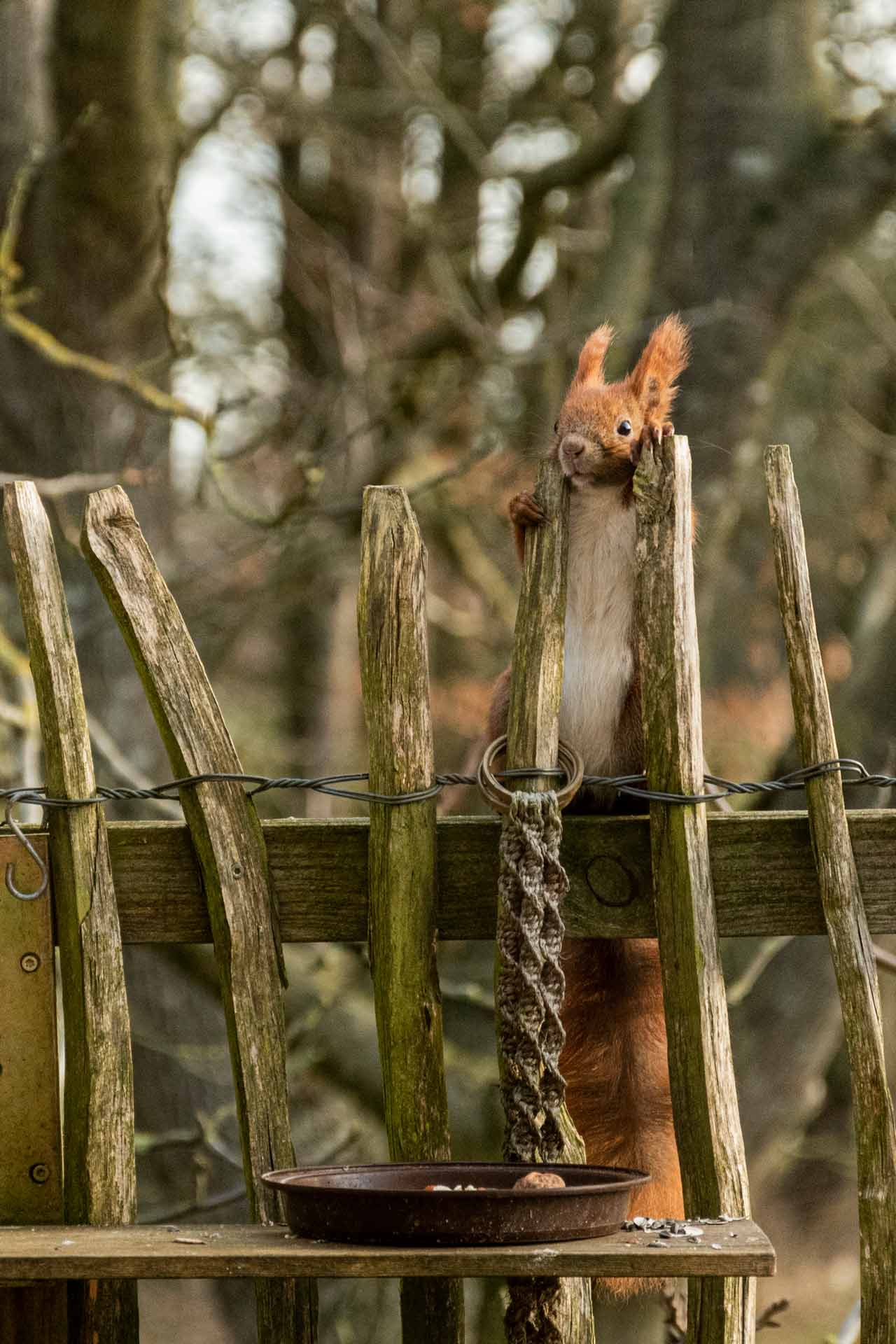 lmw-lina-marie-winkelmann-kommunikationsdesign-fotografie-eichhörnchen